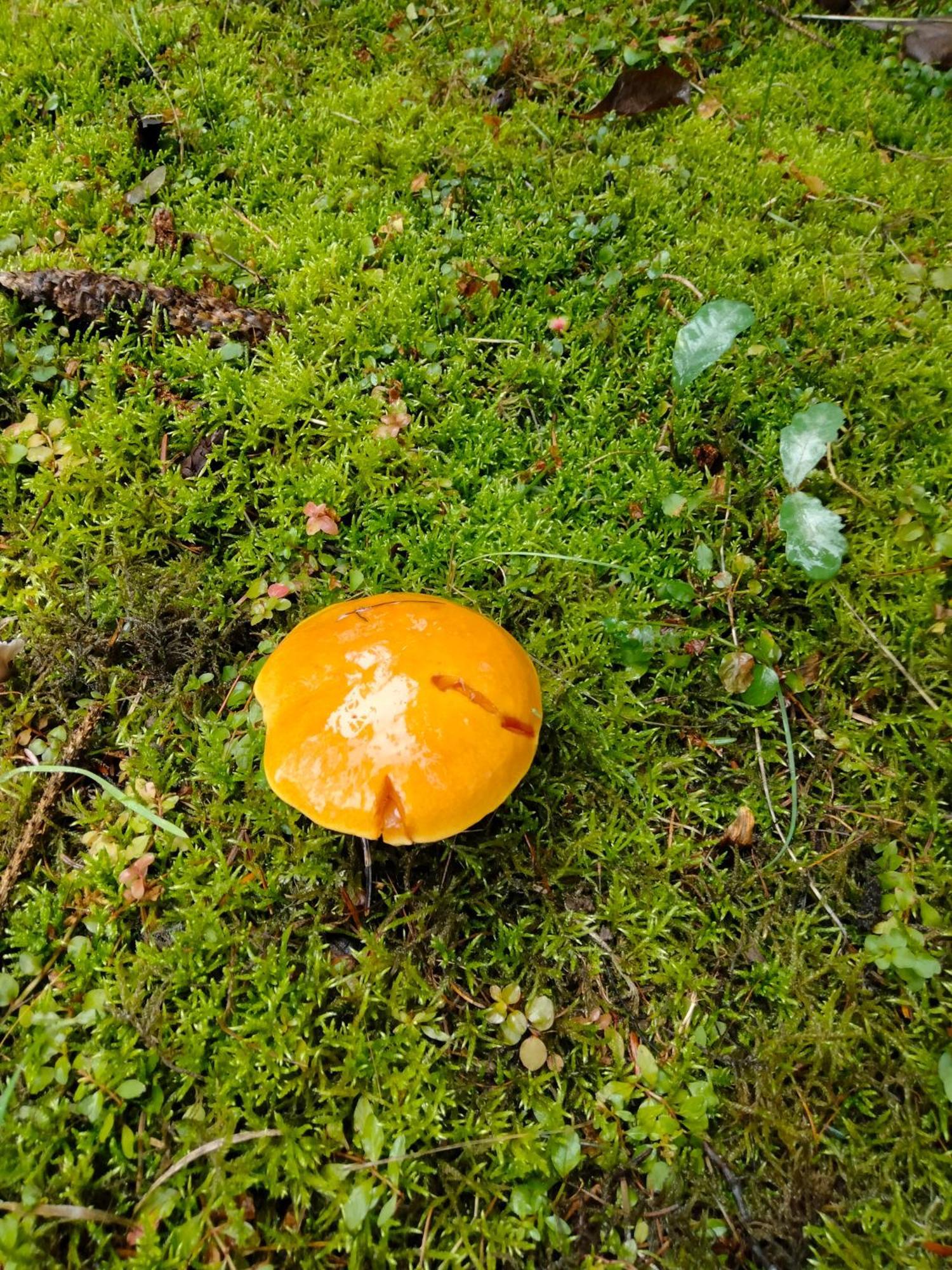 Dwor W Boleniu Villa Exteriör bild
